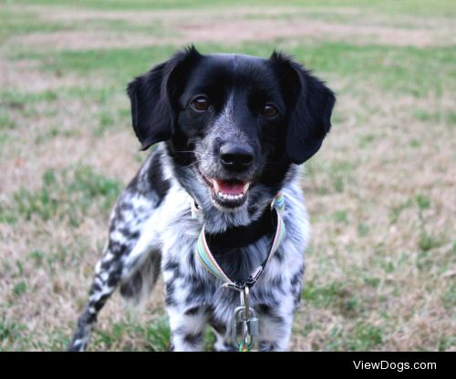 professionaldogsnuggler:

she’s magical