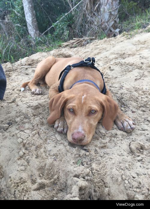 This is atlas, he is a lab golden retriever mix. When we rescued…