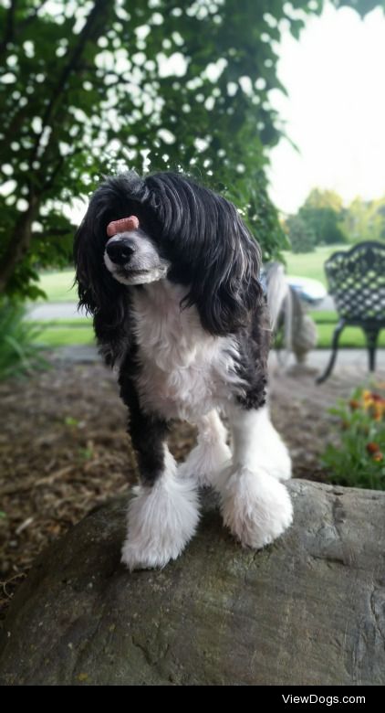 handsomedogs:

My powderpuff chinese crested, Gabi, balancing a…