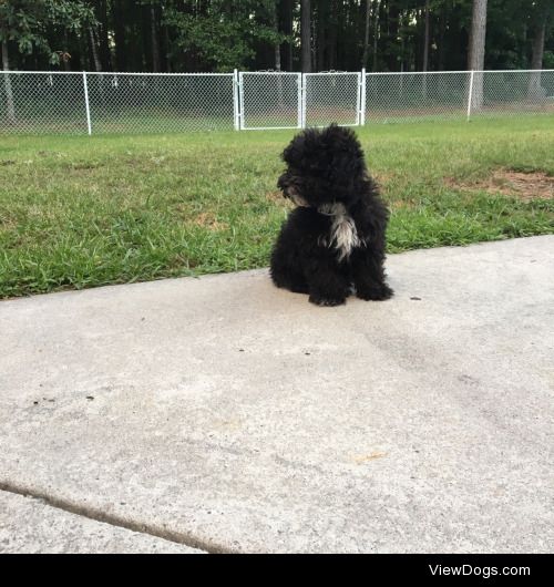 Ollie/Maltipoo/6 months