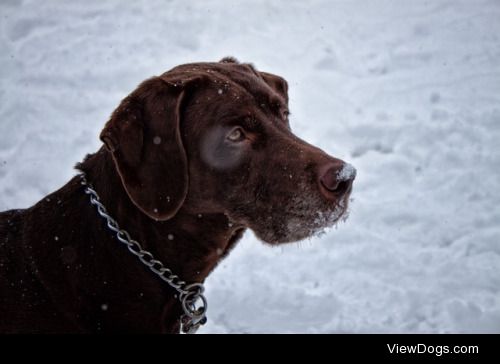 Snowy bird dog