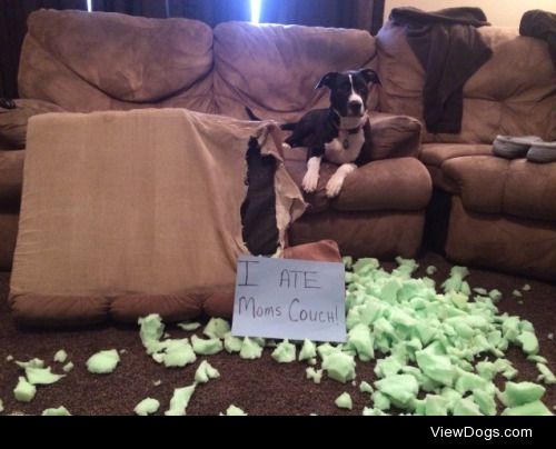 Professional Un-Upholsterer for Hire

I ate mom’s couch!