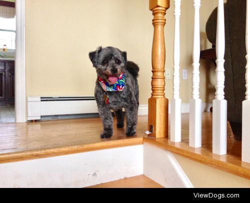 Oliver just got his hair cut and he’s got his vacation bandana…