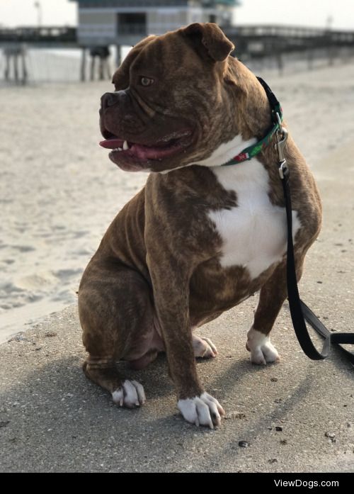 Dood loves the beach