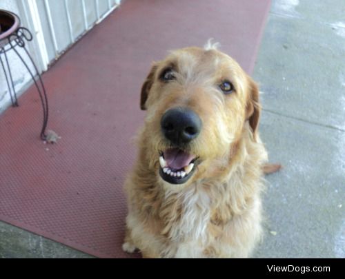 Willie Ramirez. The sweetest airedale lab mix you’ll ever meet.