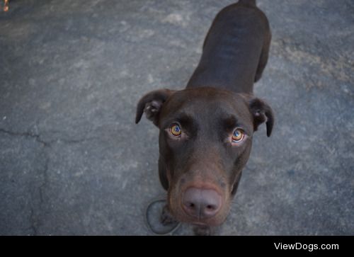 handsomedogs:
Guess the Breed(s)(rules)
This is Casimir. She’s…