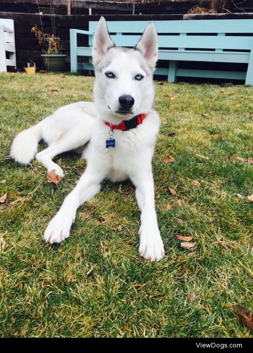 kobathehusky:

Koba can be handsome sometimes