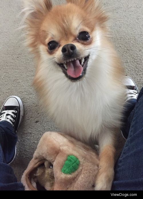 Gigi got a new toy and now she’s all smiles.