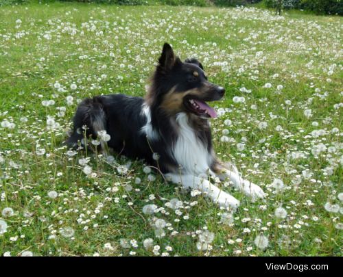 Sammy, Australian shepherd – @infinityandcyanide