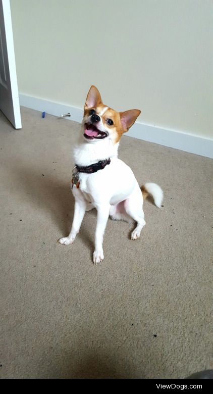 My little Leo likes to smile when he wants to go outside. He’s a…