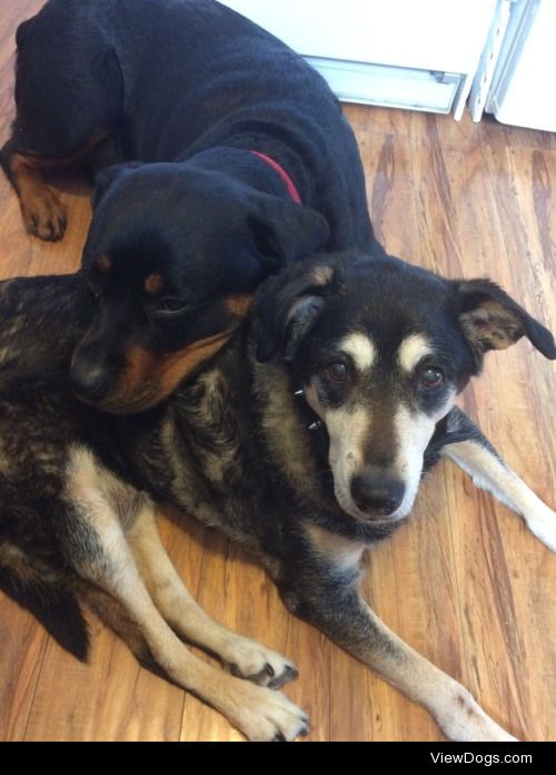 Luci (2 yr old Rottweiler) and her “sister” Callie…