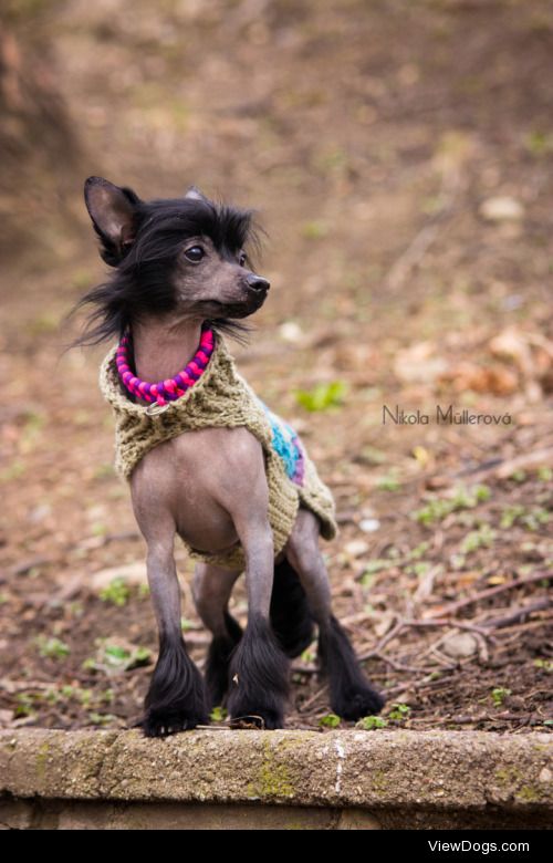 handsomedogs:

Ray puppy II |


Nikola Müllerová