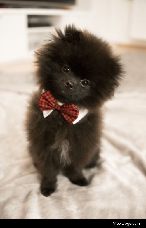 This is Fluffy. He is a 6 months old Pomeranian who is also a…