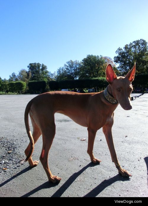 Pharaoh Hound