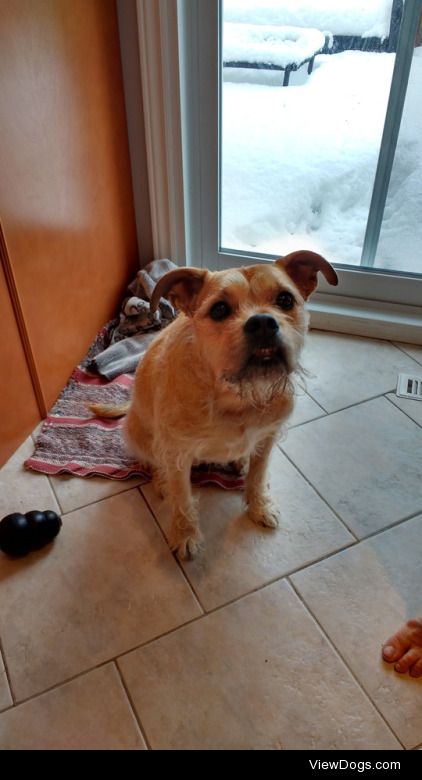 Shawna, a 5ish year old rescue stray! Some kind of terrier mix,…