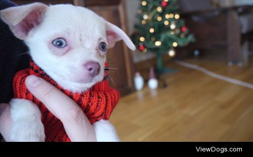 Twigs the Short Haired Chihuahua at 10 weeks old ♥…