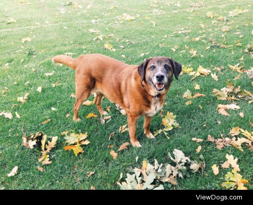 This is my gorgeous Coo, a rescue from Ireland. We don’t know…