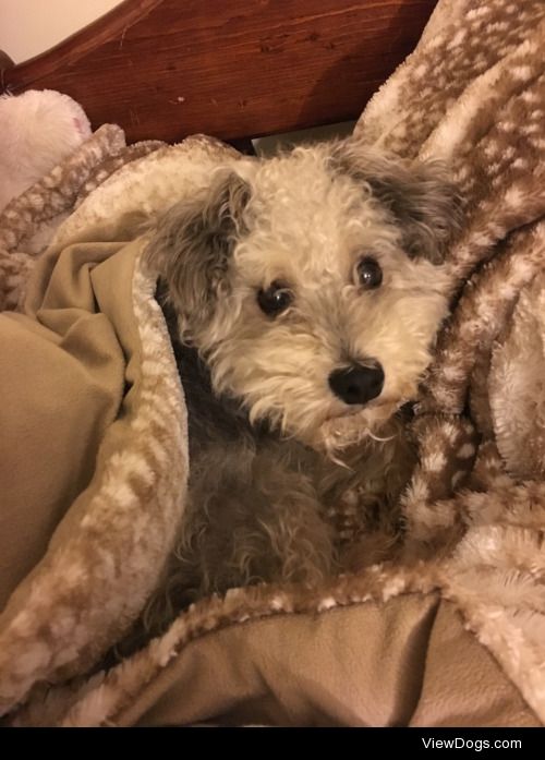 This is my little snoodle Cheri, but we call her scoob!! She has…