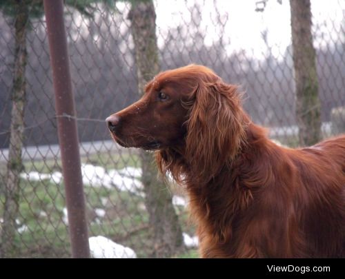 She is Cikk-Cakk, our lovely 10 year old irish setter. This…