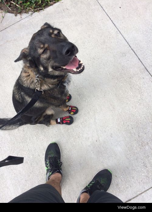 This is Chief. He wears shoes during the summer so the asphalt…