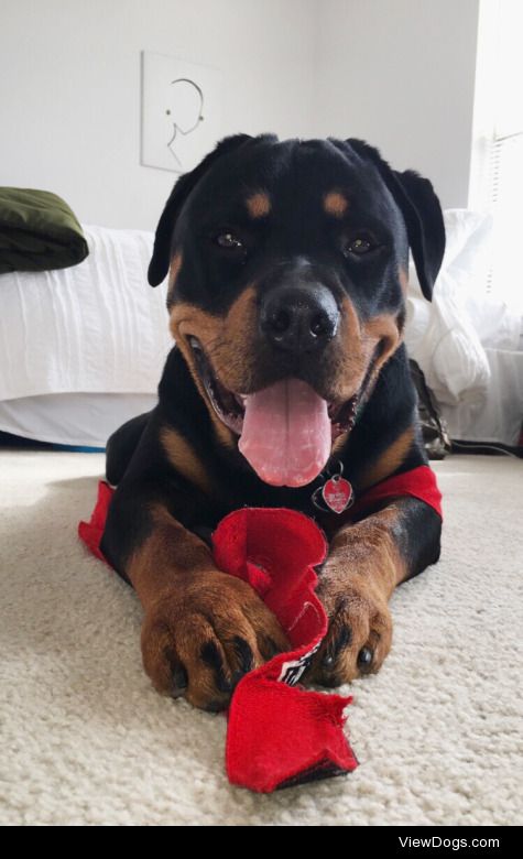 Yoda, the rotty. (Just turned 1yo) IG – @yodatherotty