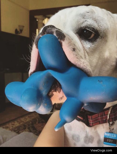 Hello! This is Fry the boxer who loves balloon animals. I sent…