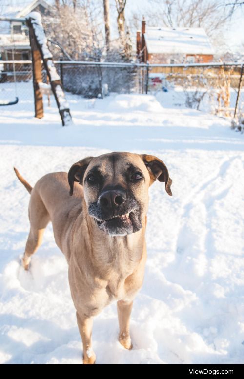 dogsbecausedogs:The sun is finally out!