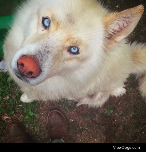 Dante is a 9 year old purebred Siberian Husky! I got him when he…