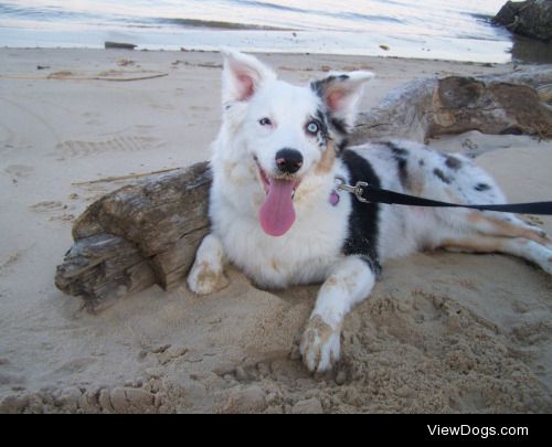 handsomedogs:

This is Kai again, she loves to go to the park…