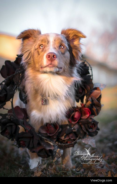 achoirofcritters:
If my dog were a gothic show horse? I’m not…