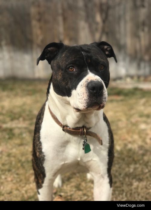 My big beautiful Mastiff mix, Bronson.