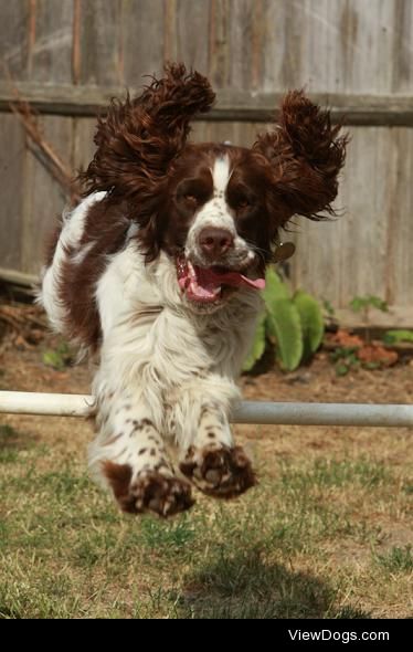 This lil smush is my pupper Freddie, he’s a purebred English…