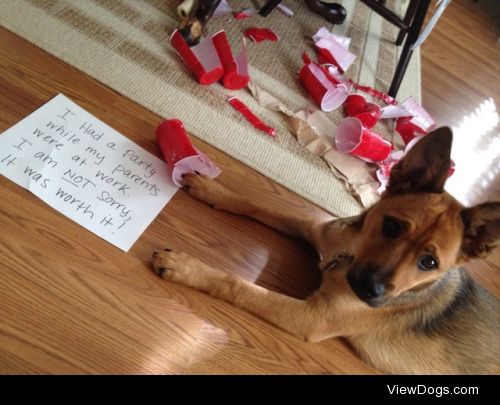 Party Animal!

“I had a party while my parents were at…