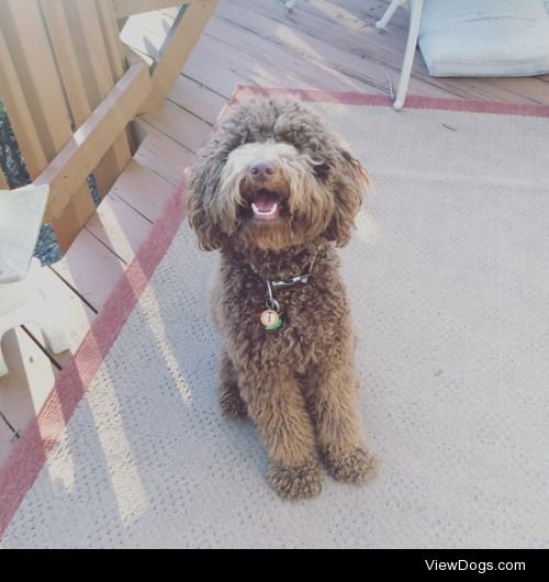 This is Monty. He is a 2 year old Labradoodle that loves playing…