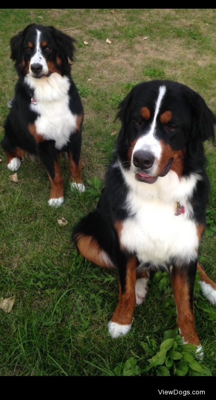 My Bernese Mountain Dogs, Denali (left) and Moose (right)….