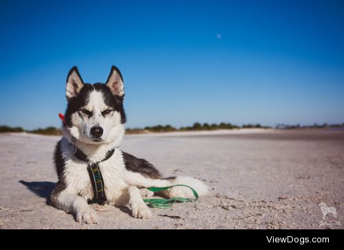 huskyhuddle:

Balto sunning himself at the beach :)Anyone who…