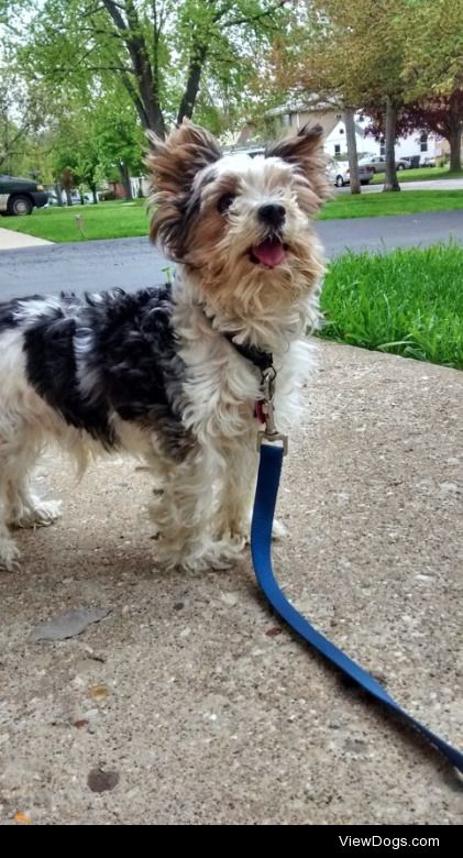 This is Chompers! He was a rescue, so we didn’t really know what… This is Chompers! He was a rescue, so we didn’t really know what…