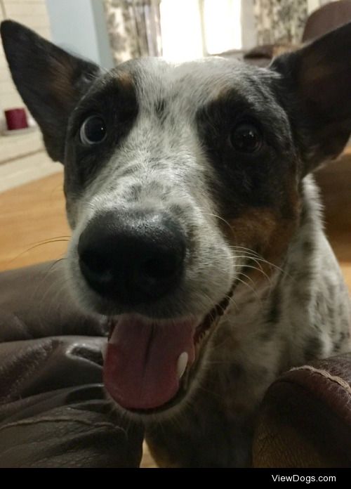This is Jimmy! He is 3 years old, Blue Heeler and loves to play…