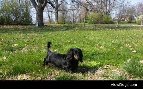 this is penny, my little weenie. She’s turning five this…