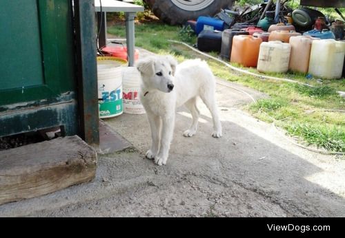 This is Kyra, a lovely and shy puppy who likes to play with cats…