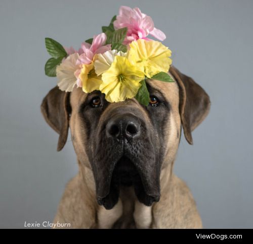 agent-fluff-agent-wrinkle:

Bumba the spring chicken.