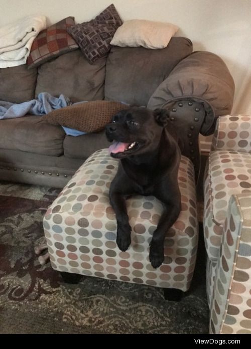 This is Sadie. She’s a American Staffordshire…