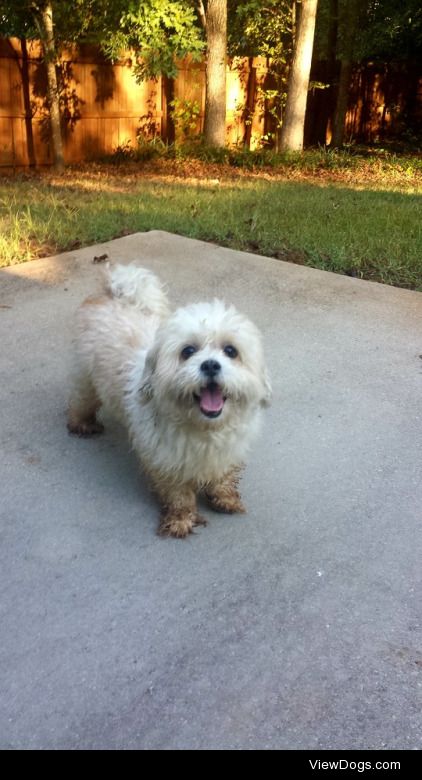 My Maltese/Shih Tzu mutt. 
His name is Gizmo from Atlanta.