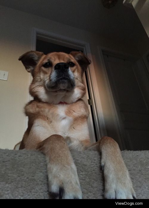 claire, shiba-puggle mix. she’s the sweetest dog in the…