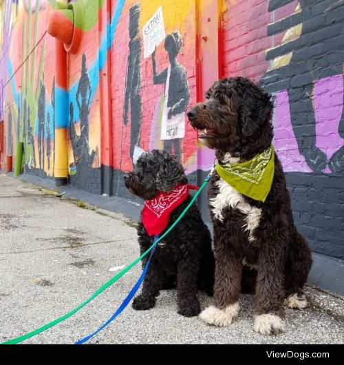 These are my dogs, Scruffy and Jasper. Scruffy is the smaller…