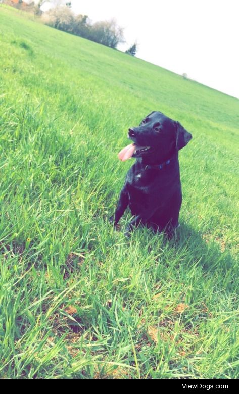 This is Maxi, my black Labrador-Jack Russel Mix. He is two years…