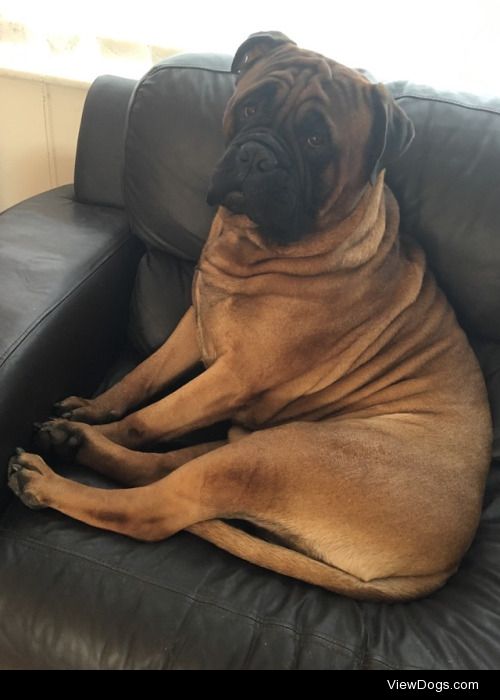 My handsome boy Jonah the bullmastiff,two and a half yrs old…
