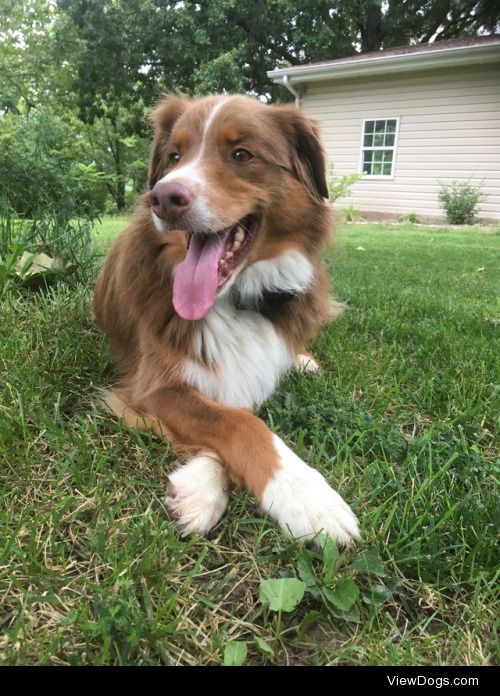 This is Cannoli, my Australian Shepherd! He’s five years old and…