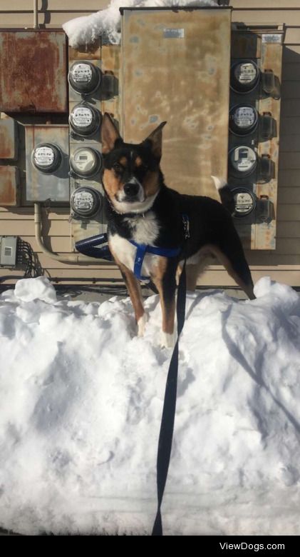 Clyde is a 9 month old  “Cattle dog/ beagle mix” i feel like he…