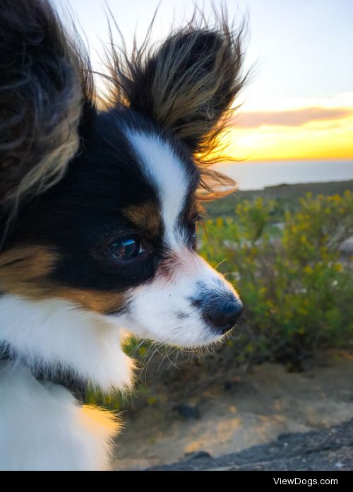 Scout is enjoying the sunshine in sunny San Diego. Watch this…